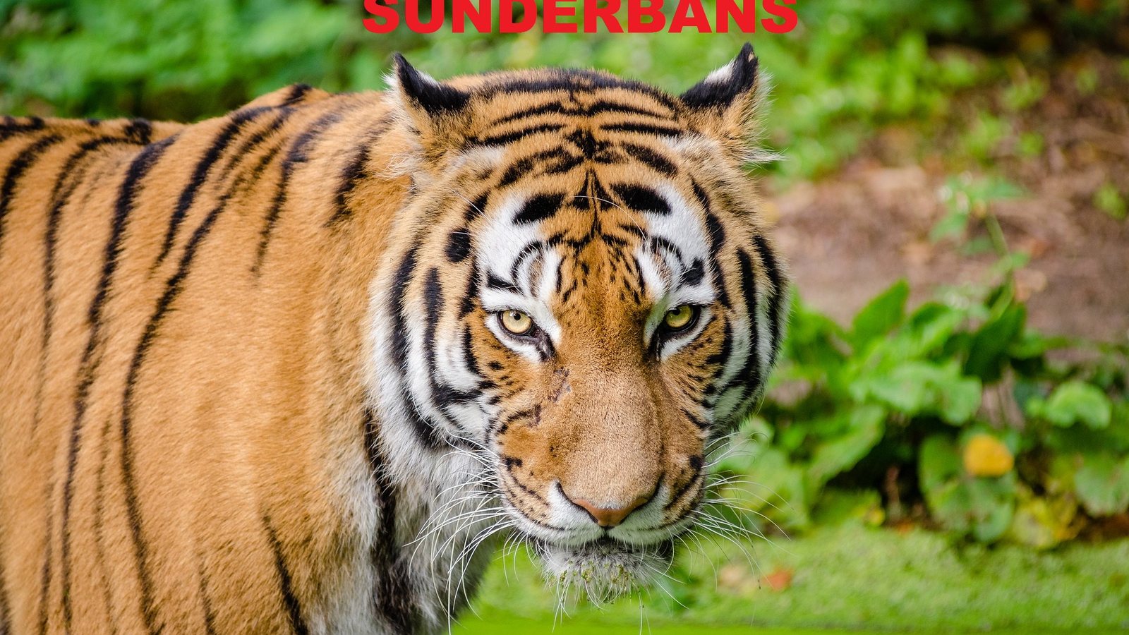Sunderbans